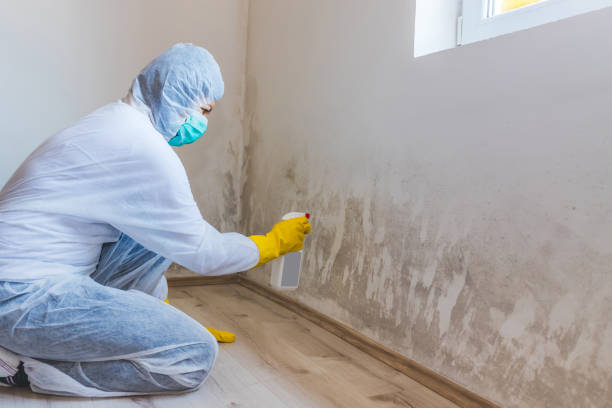 Licensed Mold Testing service in Thomasville, PA - WQB Mold Removal